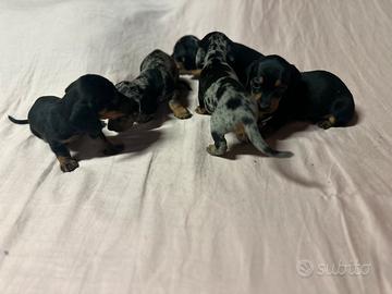 Cucciolata super bassotto Kaninchen