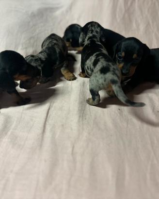 Cucciolata super bassotto Kaninchen
