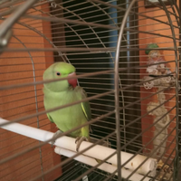 Pappagallo parrocchetto