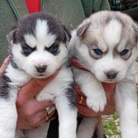 Cuccioli Siberian Husky