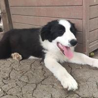 Fantastiche border collie con pedigree