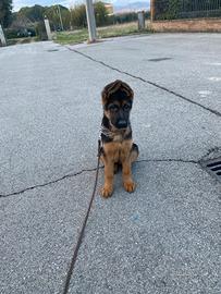 Cucciolo pastore tedesco