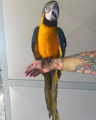 Baby Ara ararauna