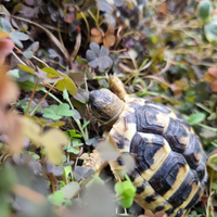 Tartaruga testudo Hermanny