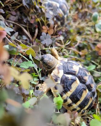 Tartaruga testudo Hermanny