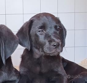 Cuccioli Labrador retriever neri toscana