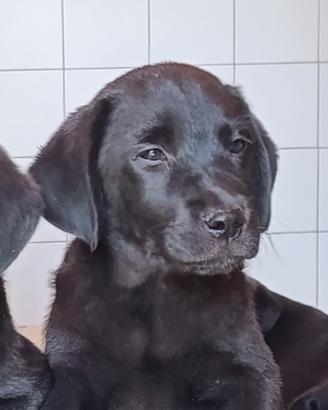 Cuccioli Labrador retriever neri toscana