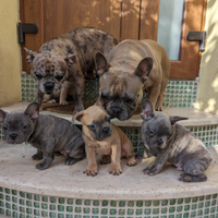 Cuccioli di bulldog francese