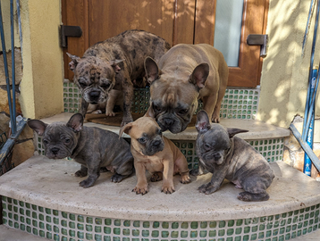 Cuccioli di bulldog francese