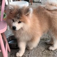 Akita a pelo lungo fulvo