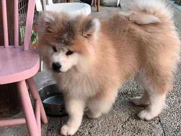 Akita a pelo lungo fulvo