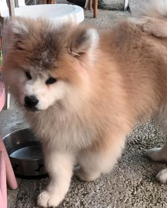 Akita a pelo lungo fulvo