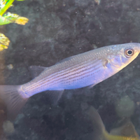 Pesci d'acqua Fredda