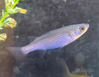 Pesci d'acqua Fredda