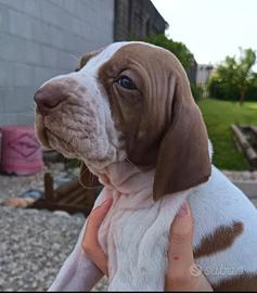 Cuccioli Bracco Italiano