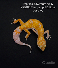 Gechi leopardini vari morph