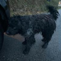 Cessione cani da conpagnia