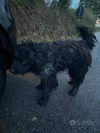 Cessione cani da conpagnia