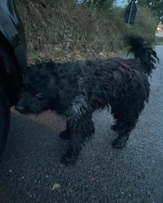 Cessione cani da conpagnia