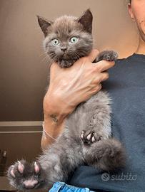 Gattini British Shorthair X Scottish Fold