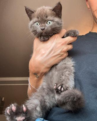 Gattini British Shorthair X Scottish Fold