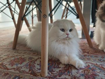 Scottish fold femmina