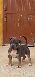 Cucciolo di pitbull ukc