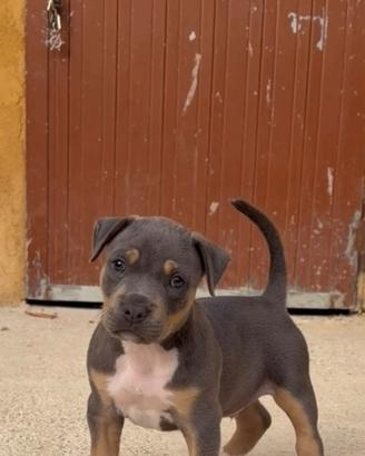 Cucciolo di pitbull ukc