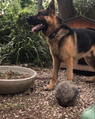 Splendido pastore tedesco cerca casa