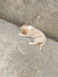 Tre cuccioli