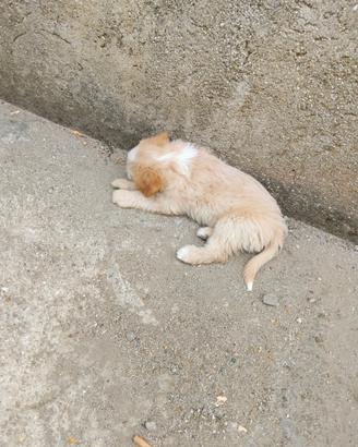 Tre cuccioli