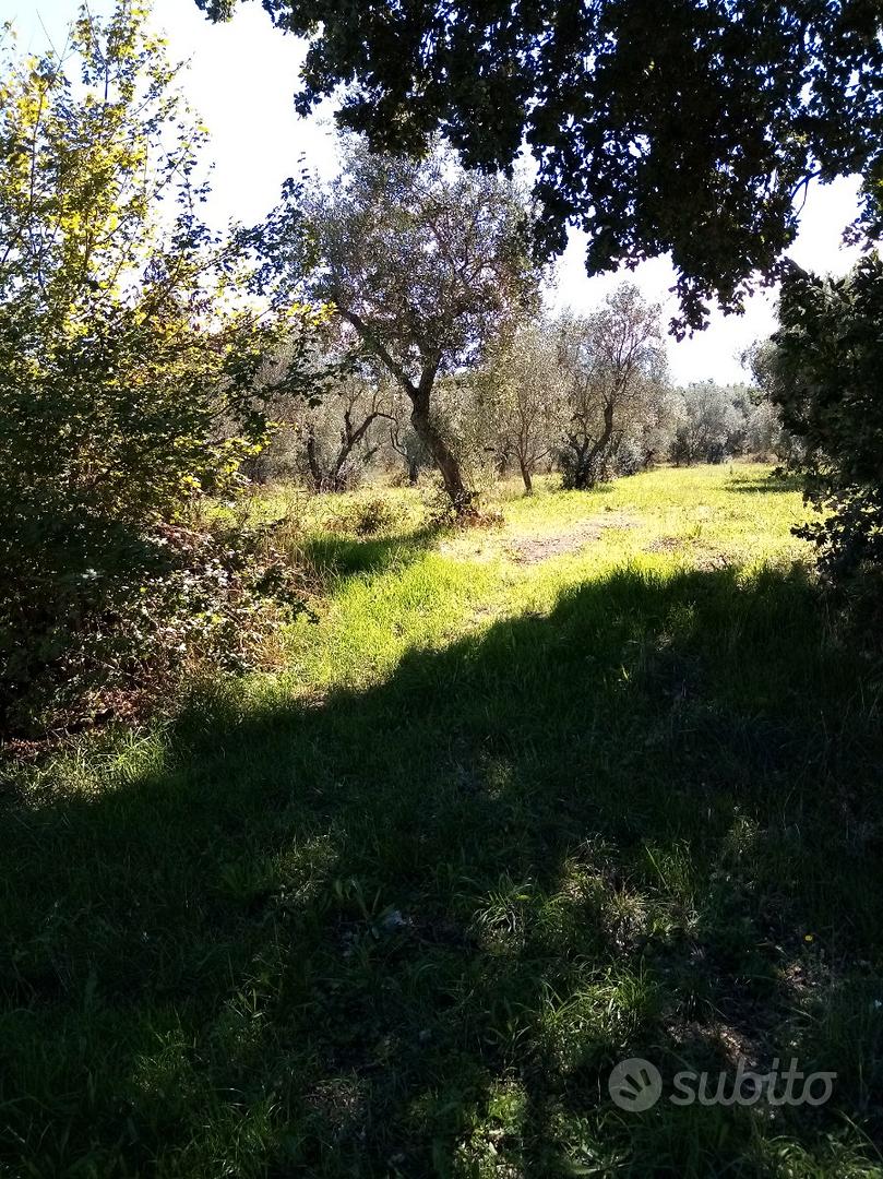 Oliveto con magazzino - Vista 3