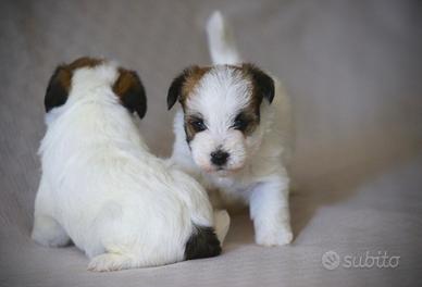 Cuccioli Jack Russell Terrier