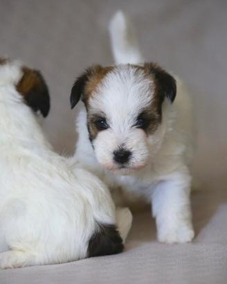 Cuccioli Jack Russell Terrier
