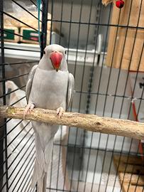 Parrocchetti dal collare