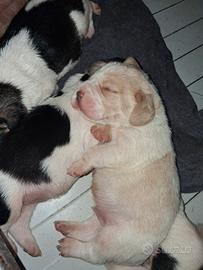 Beagle disponibili