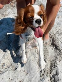 Accoppiamento cavalier king