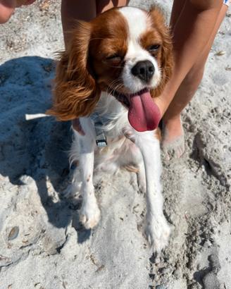 Accoppiamento cavalier king