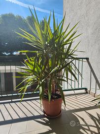 Tronchetto della felicità (pianta di yucca)
