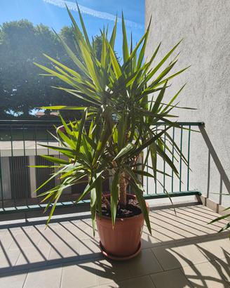 Tronchetto della felicità (pianta di yucca)