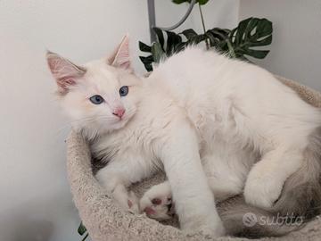 Principessa Siberiana