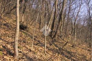 TER. AGRICOLO A MANOCALZATI