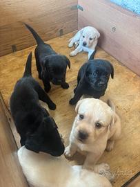 Labrador