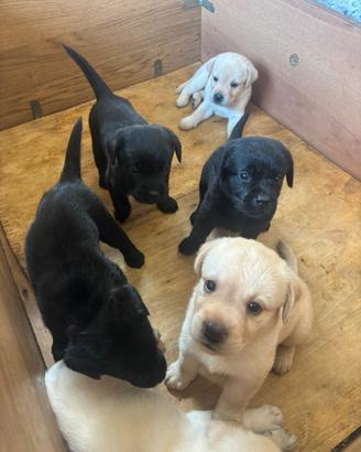 Labrador