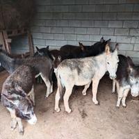 Asinelli razza Amiata