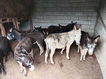 Asinelli razza Amiata