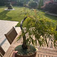 BONSAI DI ACERO DISSECTUM VASO BONSAI
