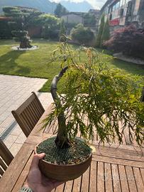 BONSAI DI ACERO DISSECTUM VASO BONSAI