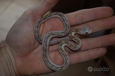 Serpente del ratto