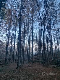 Boschi in piedi - taglio legname